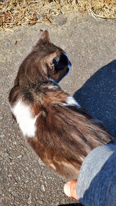 モフらせてくれた 