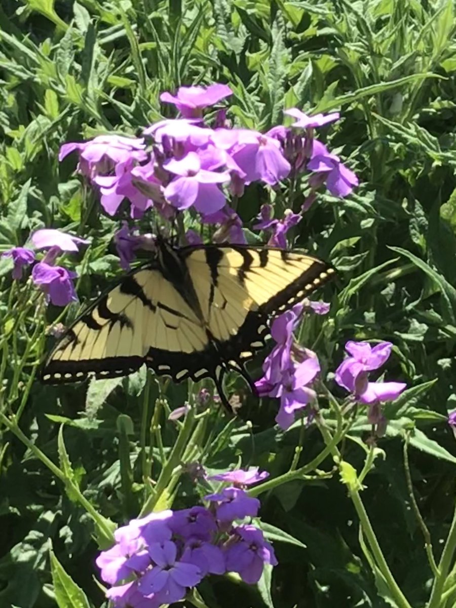 TheresaDarroch's tweet photo. #BellLetsTalk I see Alex in butterflies, cardinals and found dimes. I remember little details in conversations. I feel him in my heart. The pain of a beloved son who left us too early. A mom’s grief managed but never lessened. I beg all readers - reach out. You are not alone. https://t.co/c98MMO1YXp