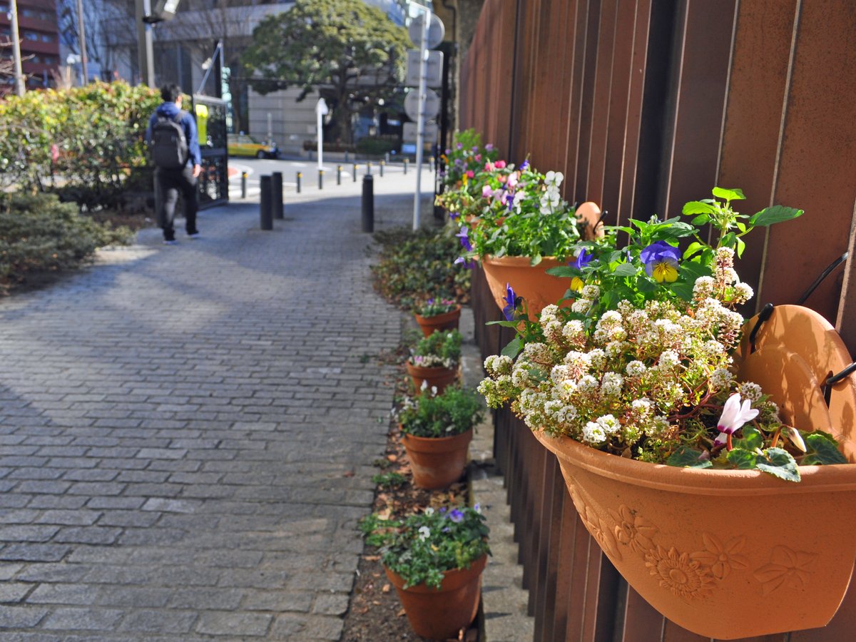 新宿御苑 自然情報 新宿御苑は12 26より臨時閉園中 新宿門から大木戸門を結ぶ散策路に花のプランターを設置しました ビオラやガーデンシクラメンなど明るい色の花が彩ります インフォメーションセンター前ではストックやアリッサムが咲いていますよ