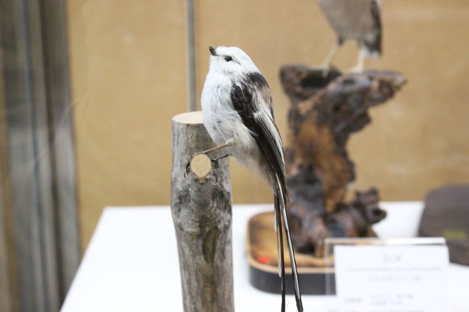 淡*雪様 鳥の標本 極楽鳥 インドネシア 剥製 2026年最新】剥製 極楽鳥