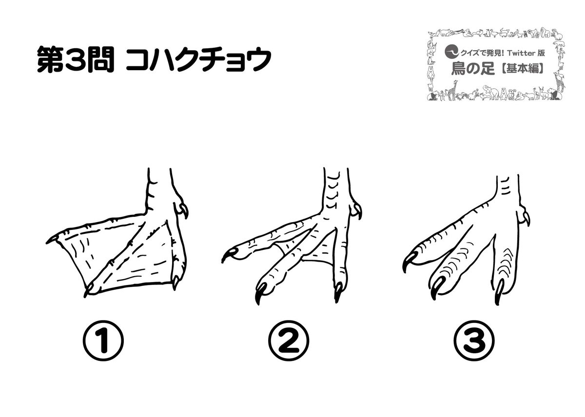 上野動物園 公式 コハクチョウ の足は 大きな水かきがある 基本的に足を使って泳ぐ鳥には 大きな水かきがあります 泳ぐ鳥には大きな水かきがある