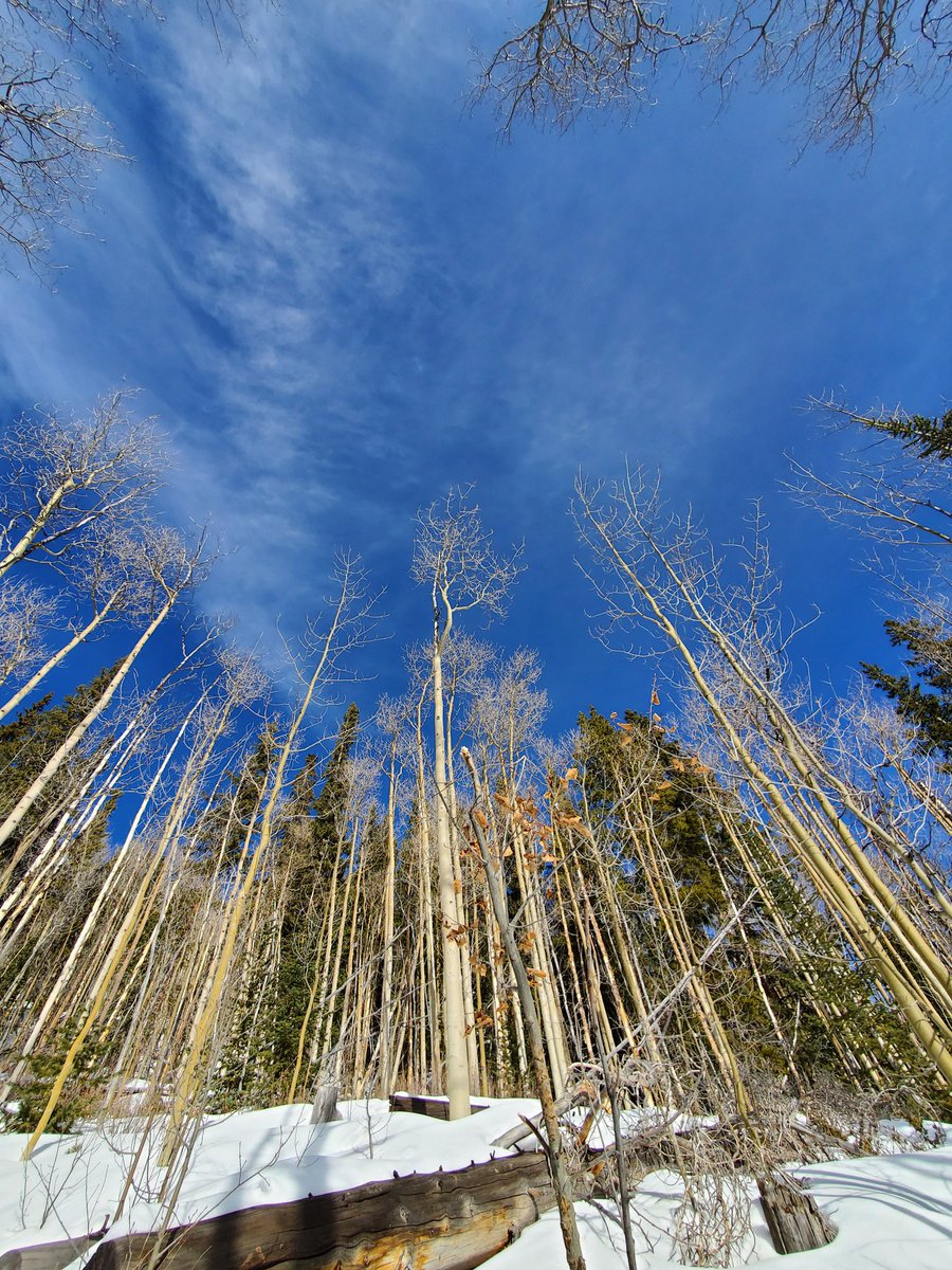 Juniper_Smiles's tweet photo. Those trees! That sky!! #colorfulcolorado https://t.co/wmpQrVpwO6