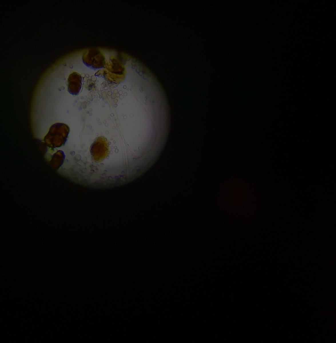 What counsel has the hooded moon...