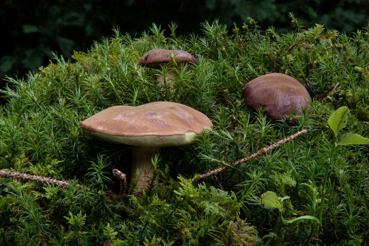 белый гриб в хвойном лесу. съедобные грибы в хвойных лесах. грибы в хвойном лесу. грибы свинушки осень. грибы крыма в сосняке.