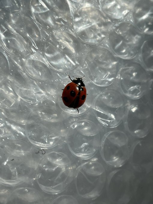 てんとう虫のtwitterイラスト検索結果