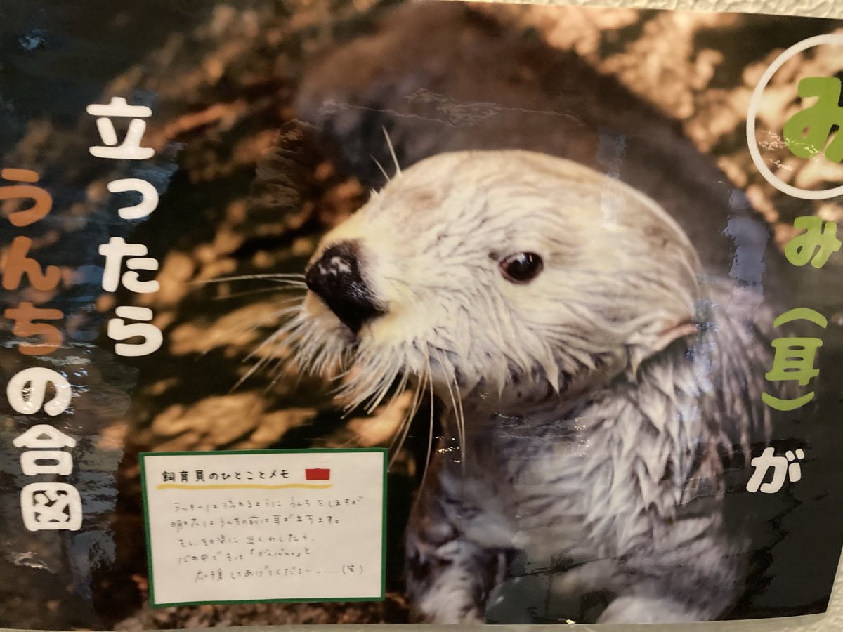 ゆん En Twitter 人間と同じで 個々にお耳の大きさや目立ち方が違うのほうが有力そうですね ジョーイは赤ちゃん のときお耳が目立った 今はそんなでもなく そして他の赤ちゃんラッコはおみみどこー という個人的には感じてたので 明日花ちゃんお耳が合図 ゆん En Twitter 人間と同じで 個々にお耳の大きさや目立ち方が違うのほうが有力そうですね ジョーイは赤ちゃん のときお耳が目立った 今はそんなでもなく そして他の赤ちゃんラッコはおみみどこー という個人的には感じてたので 明日花ちゃんお耳が合図