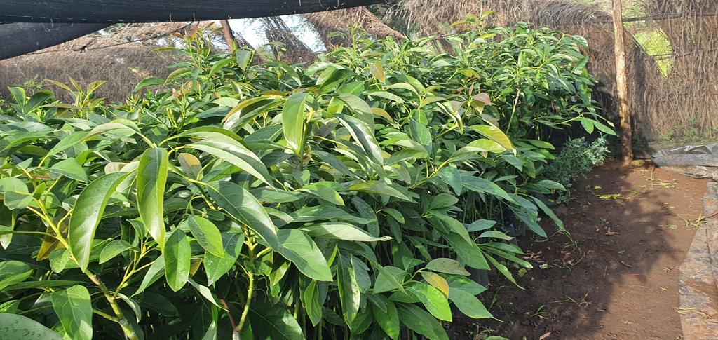 Grafted Avocadoes for sale. Let's take advantage of the current rainy season farmers.