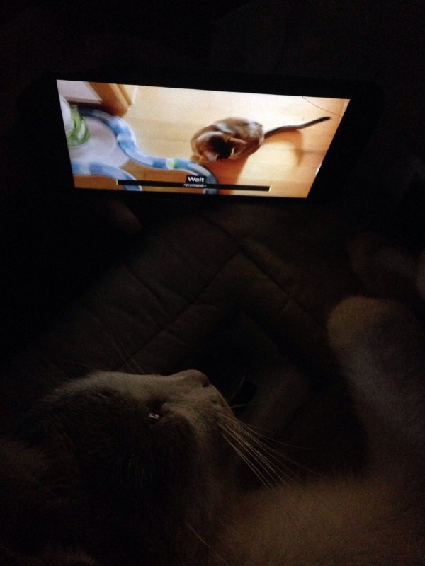 my10vely's tweet image. #KitTENCamReact 

Hooman who are these pretty boys?