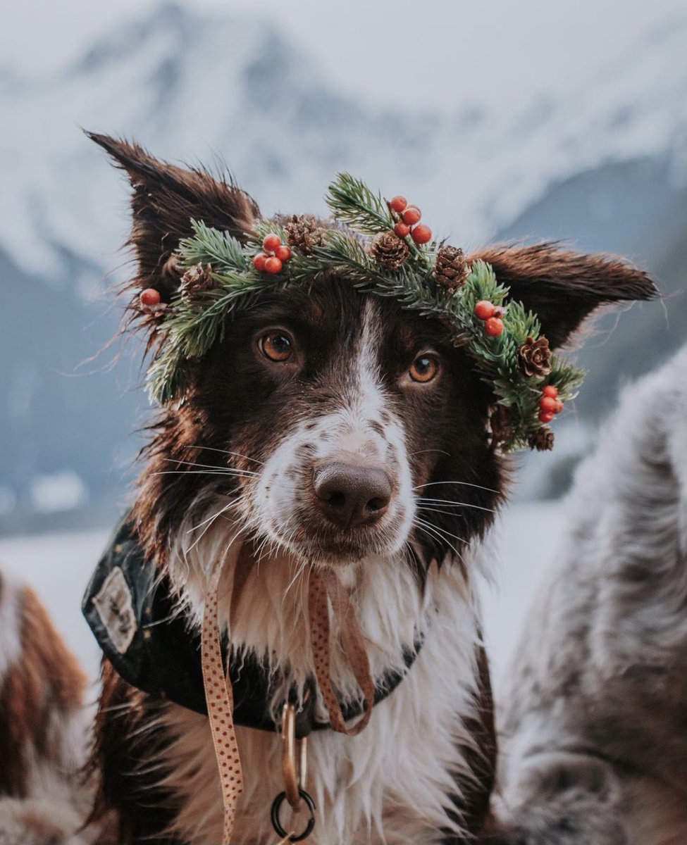 FURRY FRIENDS. Couldn’t resist posting the other beauty! These pups are just gorgeous ✨

📍: Jones Lake 📷: @thenorthernborders 

Tag #thefraservalley or #fraservalleynice tb featured