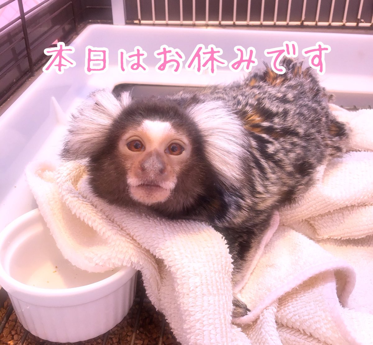kawaii_zooland's tweet photo. 《本日は休園日です》
原宿かわいい動物園、本日はお休みです❣️
また、明日からお待ちしてます💓
#原宿かわいい動物園 #動物カフェ
#コモンマーモセット #commonmarmoset #キキちゃん #kiki
#本日は #休園日 #お休み #です
#regularholiday https://t.co/wpBeBAGdqt