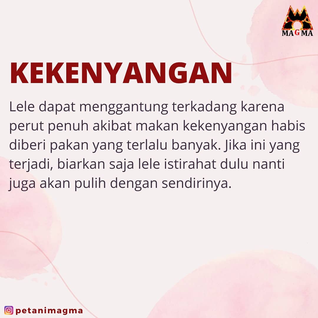 PetaniMagma's tweet photo. Beberapa penyebab lele menggantung dan cara ampuh mengatasinya. 
Semoga informasi dari kami kali ini bermanfaat ya, sobat Petani Magma!
 
#budidayalele #petanimagma #TangkapAbuJanda #TrueBeautyEp14 https://t.co/fS9XMUTHvH