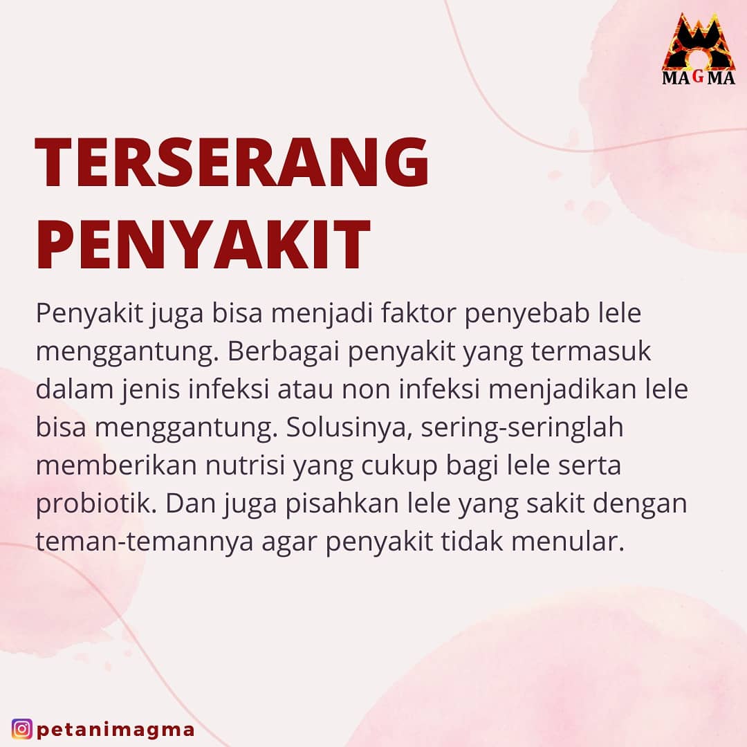 PetaniMagma's tweet photo. Beberapa penyebab lele menggantung dan cara ampuh mengatasinya. 
Semoga informasi dari kami kali ini bermanfaat ya, sobat Petani Magma!
 
#budidayalele #petanimagma #TangkapAbuJanda #TrueBeautyEp14 https://t.co/fS9XMUTHvH