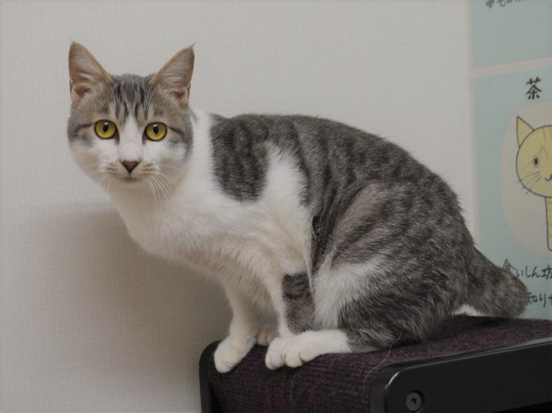 Japanesemichael Jackson 鹿児島県動物愛護センター 譲渡猫 口元の模様がチャームポイント 愛称 たく 性別 男 月齡 約9ヶ月 猫種 サバ白猫 体重 3 06 性格 落ち着いていて優しい子 里親急募 鹿児島県 猫 保健所 猫好き サバ白