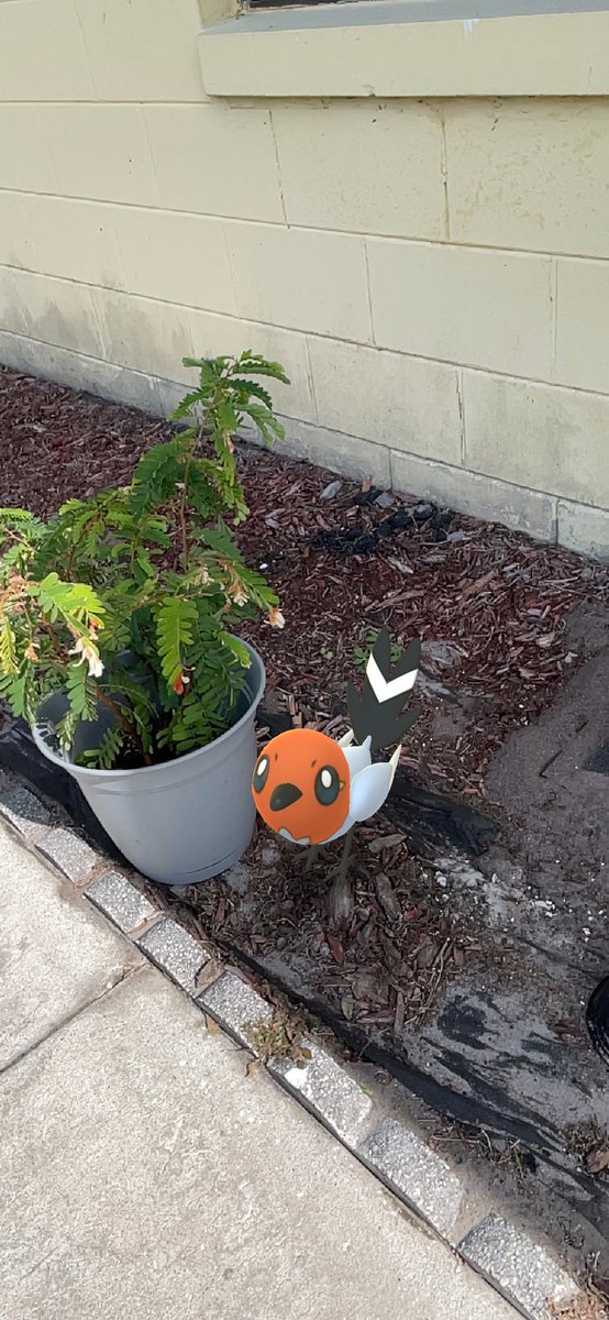 Neematessa's tweet photo. When your Pokémon evolves, and it’s bigger than anticipated ... 😳
#pokemonGo #pokemonGoSnapshot
#GOsnapshot 
#PokemonGoEvolution https://t.co/JGYuBGMawl