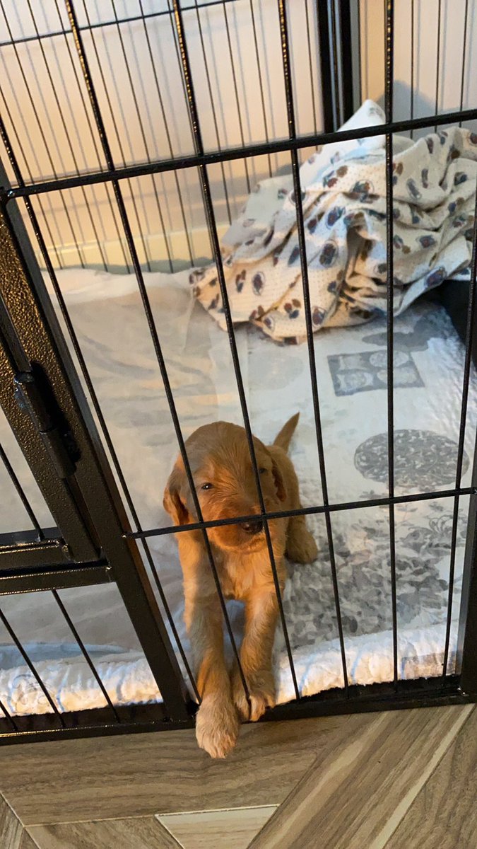 carolnosey's tweet photo. Nellies beautiful puppies 🐶 https://t.co/5gY0U7Mr15