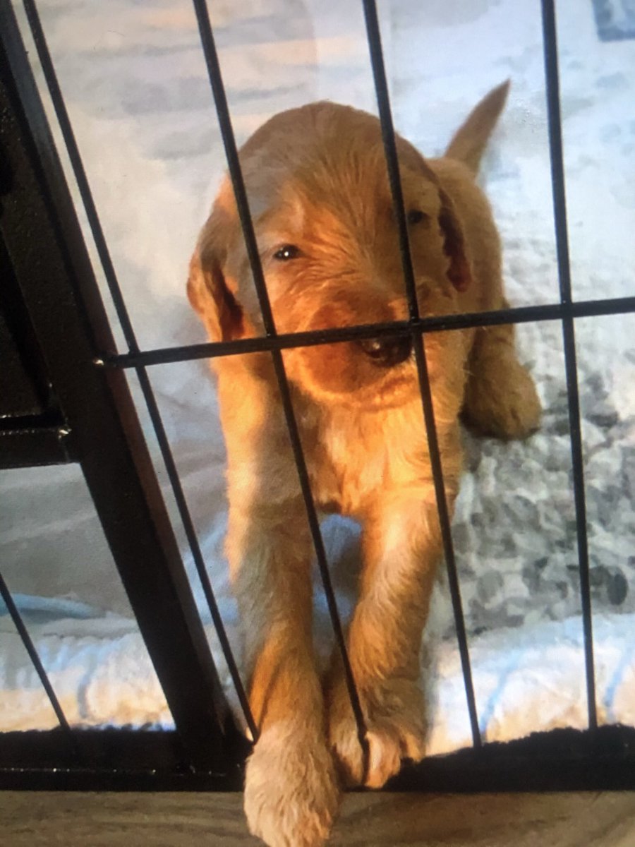 carolnosey's tweet photo. Nellies beautiful puppies 🐶 https://t.co/5gY0U7Mr15