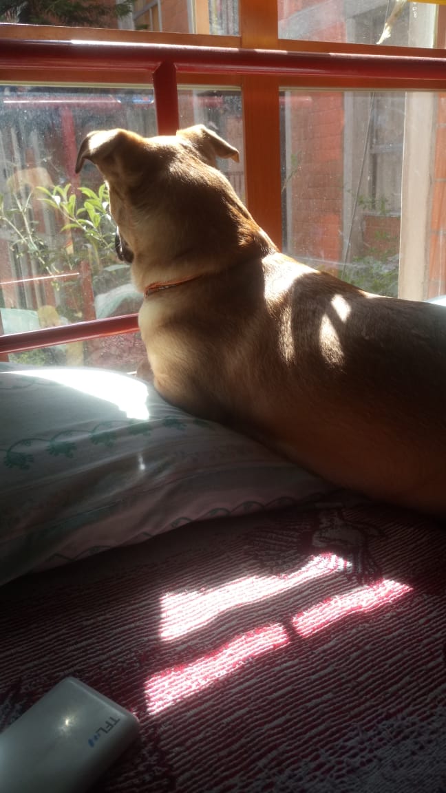 roberto09750435's tweet photo. @SuavesLomitos Mi kira,  siempre atenta a mi llegada  ❣❣ https://t.co/gNQ1cKSYar