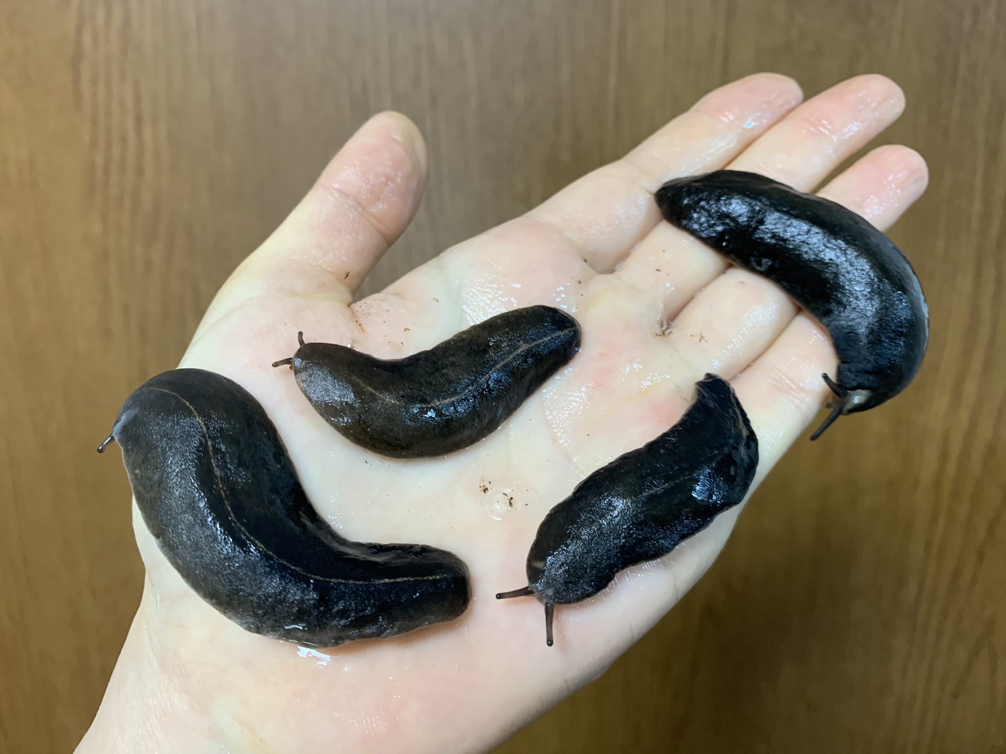 長谷川 コオロギ買いに行ったら月末セールやっていたのでアシヒダナメクジお迎えしちゃった かわいい T Co Haiechc4he Twitter