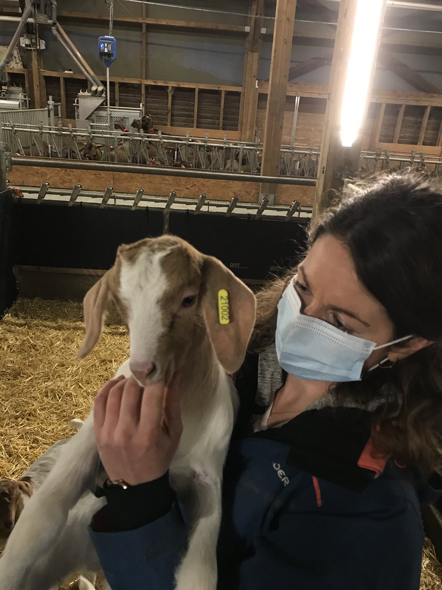 BoyerCl's tweet photo. Et la première chevrette née Boer est toute mimi 😍 https://t.co/dI8DRq7ONP