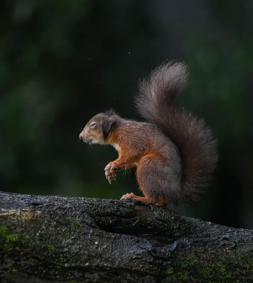 Check out these wonderful shots by Graham Murphy of a very wet Red Squirrel! #Winterwatch #NaturePhotography #FridayFeeling #winterwildlife @BioDataCentre @Irishwildlife @BBCSpringwatch @ChrisGPackham