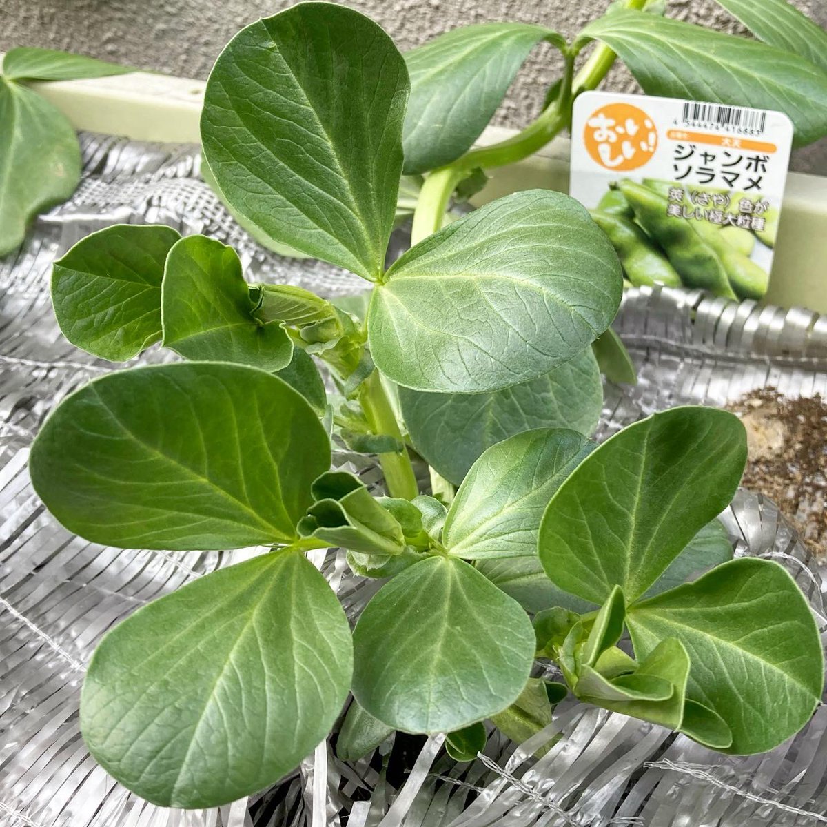 家庭菜園を楽しむサラリーマン Fri Jan 29 そら豆 栽培 昨秋に苗を植え 今シーズンも初夏の収穫を夢見て取り組み中 年明け 光合成用の葉を数枚残し 親枝の先を摘芯 順調に脇芽が顔を出してきました 家庭菜園 プランター菜園 そら豆 摘芯