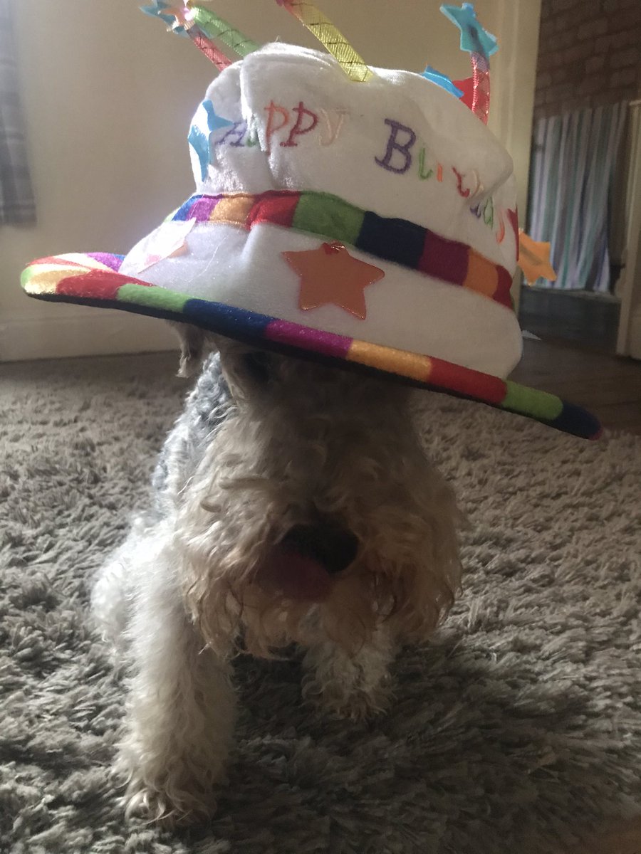 A very Happy birthday to Miss Mollies PA <a href="/ApsoMollie1/">🌈The Real Miss Mollie Apso🌈</a> I hope you have a woofly day 🥳🎁🎉🎂🥂❤️