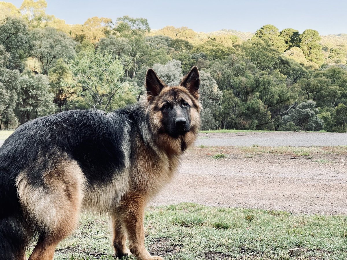 GsdRhana's tweet photo. After a very rainy day, here I am;
... SUPER fluffy! ๐ฆ๐ฟ๐
Wishing you all a terrific FriYay ๐พ๐๐พ
(and belly rubs, lots of treats, big napping and cuddly snuggles)
Love, from a soggy Rhana โค๏ธ๐
#superfloof #doublecoat #ugh #lol https://t.co/xGbFOlF9JM