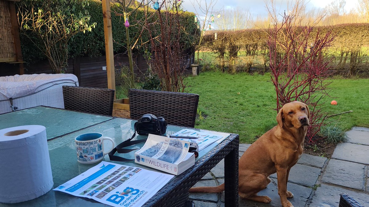 mrtomroberts's tweet photo. Now we're ready #BigGardenBirdWatch @Natures_Voice #Winterwatch @ChrisGPackham https://t.co/Tx5OGcN2km