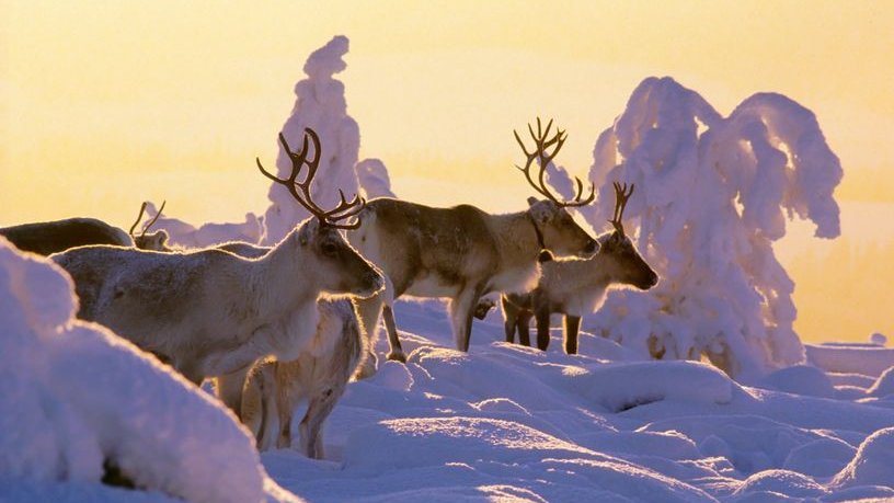 Porokello's tweet photo. Sydäntalvella porot viettävät aikaansa pääasiassa talvilaitumilla ja tuntureissa. Poroja näkyy vähemmän teiden läheisyydessä.  On kumminkin hyvä muistaa, että poronhoitoalueella on aina porokolarin vaara. 

#porokello #liikenneturvallisuus 

📸 Lapland Pictures | Arto Komulainen https://t.co/dMPytHEnZt