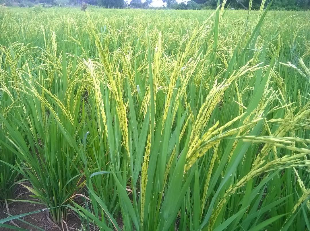 In 2017 I introduced two rain water harvesting schemes to rural farmers in my community. Today I feel proud seeing photos of improved yields sustained  

#ClimateAction #ClimateSmartAgriculture <a href="/EarthDayAfrica/">EARTHDAY.ORG-AFRICA</a>