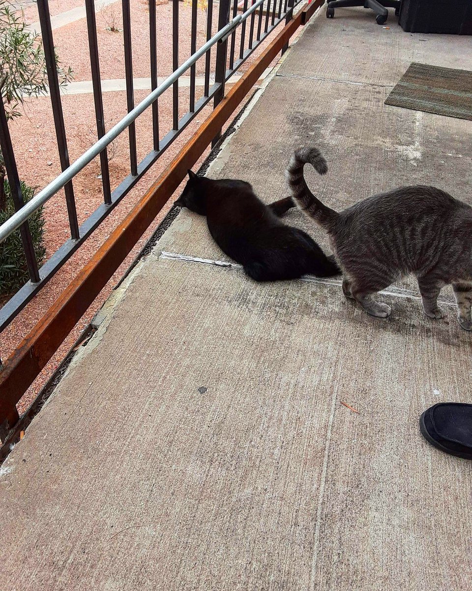 monster_hades's tweet photo. Me and my Little Brother @StormyTheCat7 hanging out outside. Stormy wanted to walk to the other side lol. #hades #hadesmonster #monsterhades #withlittlebrother #stormythecat #outside #hangingout #outside #instagram #instagramcat #twitter #twittercat @instagram @Twitter https://t.co/RhOOYF4iAf