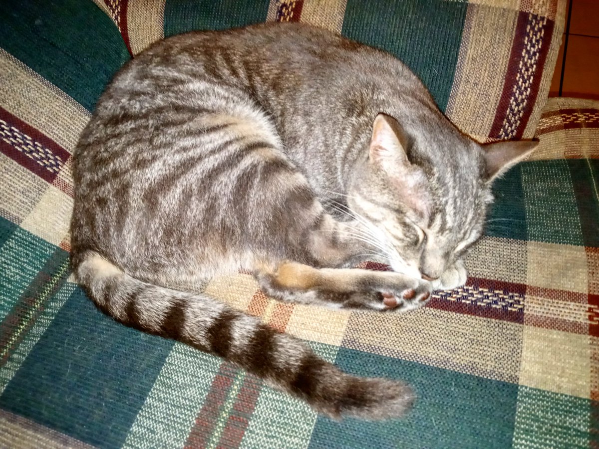 StormyTheCat7's tweet photo. Taking a nap on the couch it's very comfortable as you can tell. #Stormy #StormyTheCat #TakingANap #OnTheCouch #Comfortable #Instagram #InstagramCat #Twitter #TwitterCat @instagram @Twitter 🐱 https://t.co/VjHfuh3cu7