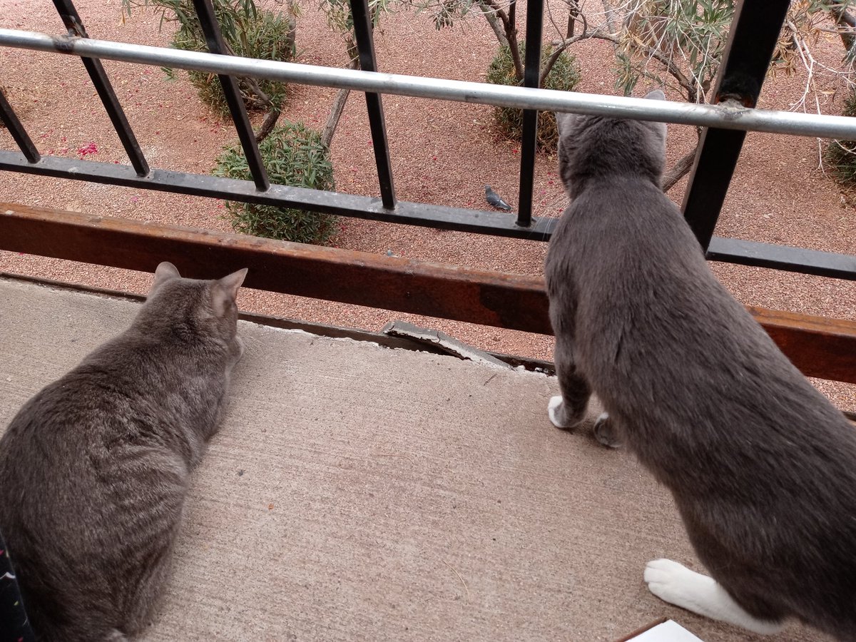 StormyTheCat7's tweet photo. With my Big Brother @KingTomTom4 watching these birds from the balcony. #WithBigBrother #KingTomTom #Outside #Balcony #WatchingBirds #Instagram #InstagramCats #Twitter #TwitterCats @instagram @Twitter 🐱🐱 https://t.co/l9sqPj1h35