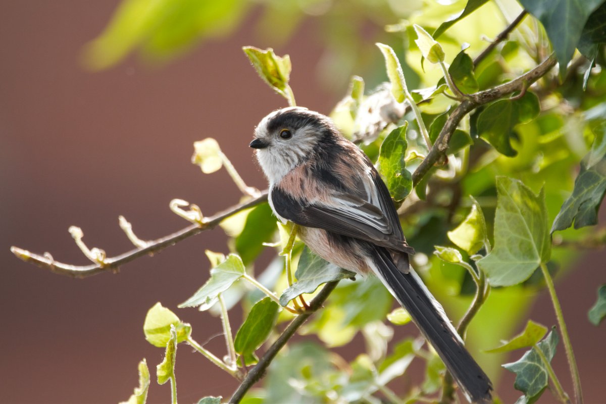 Lancashire Wildlife Trust - Nature and Wellbeing tweet media