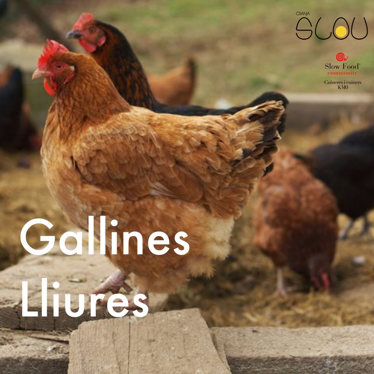 cuinerskm0's tweet photo. Un dels grans misteris de la vida és: què fou abans, l'ou o la gallina? 🥚🐔
Però el que segur que tenim clar és que els ous eren ecològics, com els de @granja_slou, on les gallines són alimentades amb agricultura ecològica, pasturant en llibertat en una granja biosegura. 

#km0 https://t.co/GB2uZUOybx
