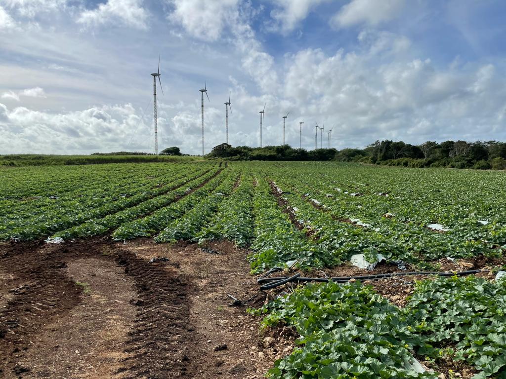 #madeinFrance la production de melon PHILIBON 🍈 #Guadeloupe  #Martinique s'annonce très belle. Arrivage dès semaine prochaine ! <a href="/Marchesdegros/">FMGF</a> <a href="/blampinfruits/">Blampin Fruits</a> <a href="/FruitsLegumesFR/">Les Fruits et Légumes Frais</a> #fruits #IYFV2021