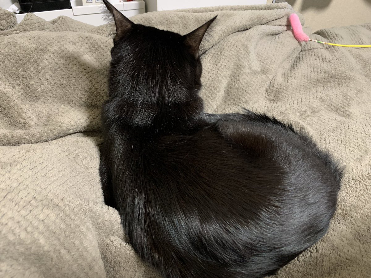 Anmonyaito Apartment 後ろ姿だけでも可愛い 我が家のかわい子ちゃん 猫 Cat 黒猫 Blackcat 猫との暮らし ねこのきもち 猫好きさんと繋がりたい Anmonyaito Apartment 後ろ姿だけでも可愛い 我が家のかわい子ちゃん 猫 Cat 黒猫 Blackcat 猫との暮らし ねこのきもち 猫好きさんと繋がりたい