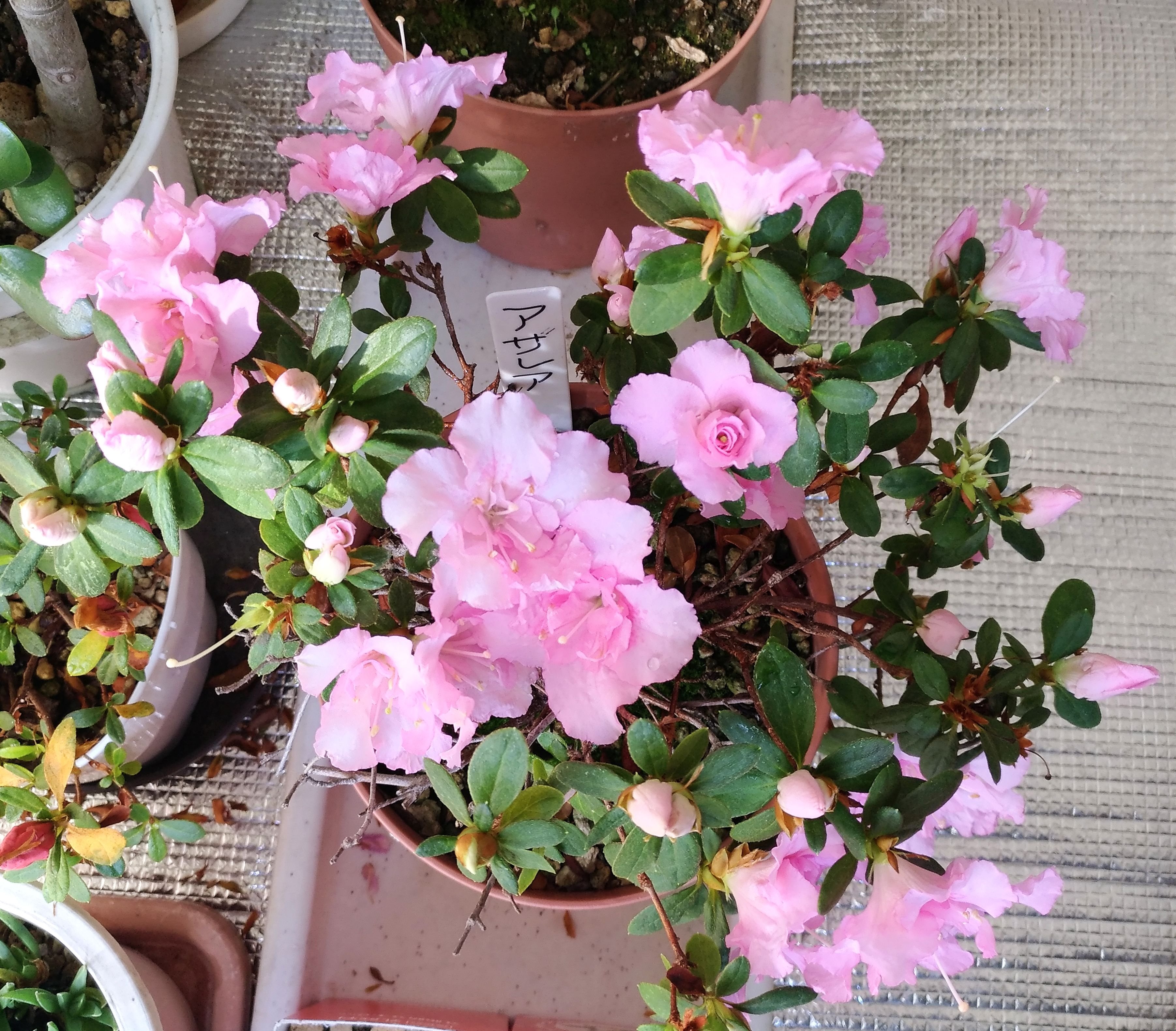 こころんグリーン わが家のアザレアの花が咲いています 淡いピンクの花がたくさん開いています 八重咲の綺麗な花が次々に咲いてくれています アザレアの花 淡いピンクの花 八重咲の花 ツツジ科 園芸品種 冬の花 冬 園芸 ガーデニング 熊本市
