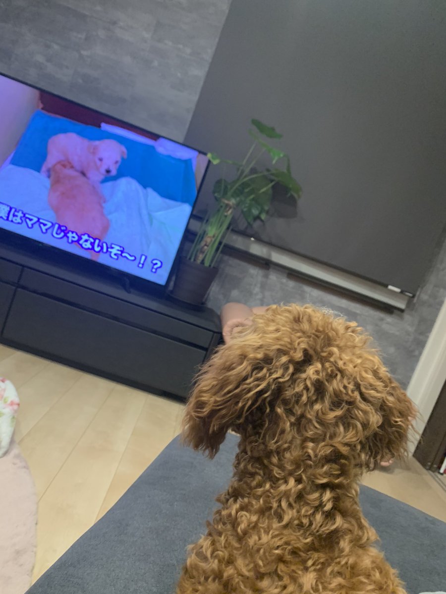 #愛犬#犬大好き#いぬ好きさんと繋がりたい

もこちゃんと犬のテレビ