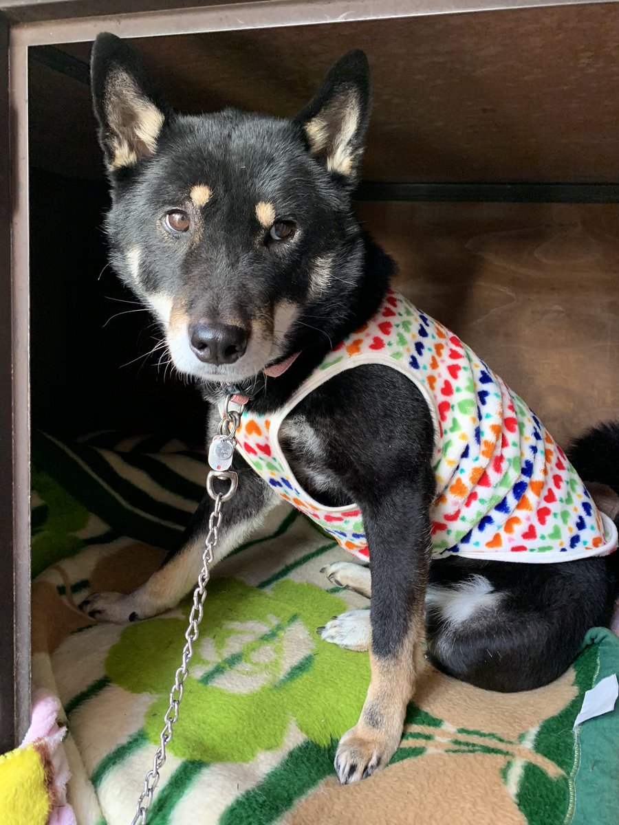 天弓号 イケメンすぎる四国犬 على تويتر このお洋服可愛いっしょ 四国犬 天弓号 イケメンすぎる四国犬 على تويتر このお洋服可愛いっしょ 四国犬