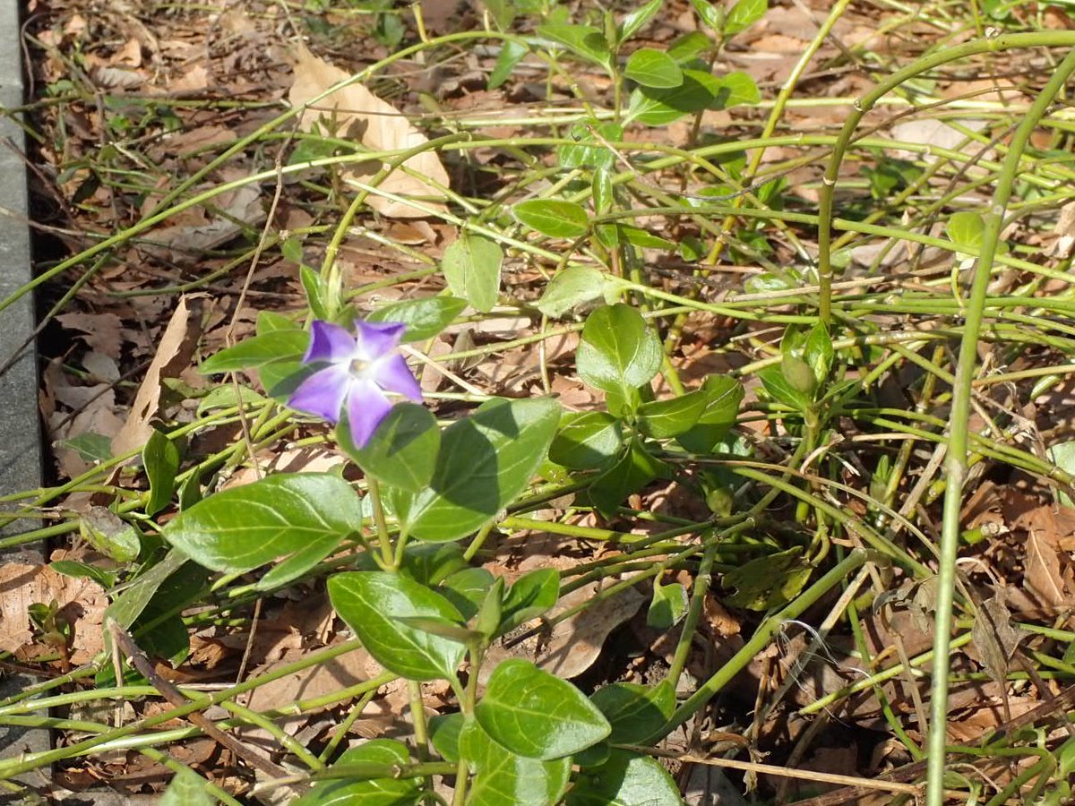 都立府中の森公園 على تويتر 蔓日々草 正門入口入ったプロムナードに薄紫の可愛い花 が咲いています ツルニチニチソウです ニチニチソウそっくりの花を咲かせることから名前がついたそうです 古代ヨーロッパでは 魔女のスミレ 不死のシンボル などと呼ばれてい