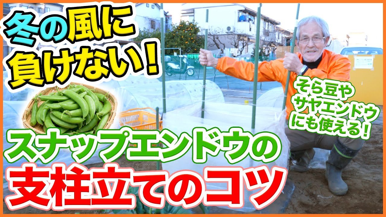 シェア畑 サポート付き貸し農園 今回はアドバイザー一押しの技術 スナップエンドウの支柱立ての作業を全て公開 そら豆やサヤエンドウにも使えます 是非やってみてくださいね T Co Zg57ykob4q スナップエンドウ 支柱 支柱立て そら豆