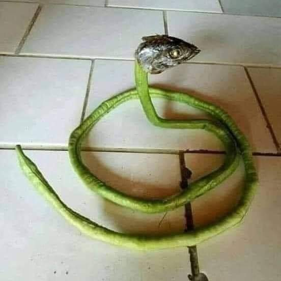 มะมะมะแม้มบ้า