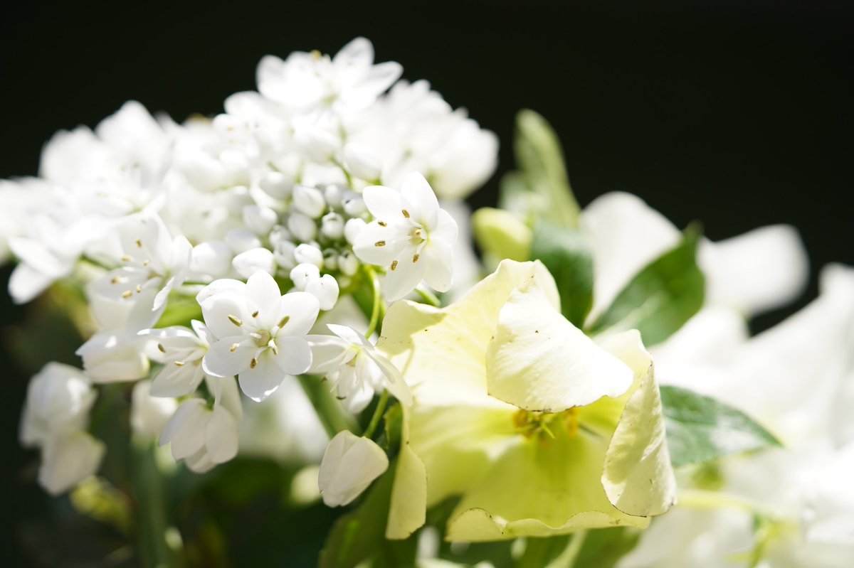 Crescent Moon 冬の白いブーケ 思い悩む時 寂しい時 恋しい時 白いブーケをつくります 想いを託すのは 白い花 あなたが私の元を去るときも 白い花束を贈ると思う スイートピークリスタル クリスマスローズ アリウム コワニー