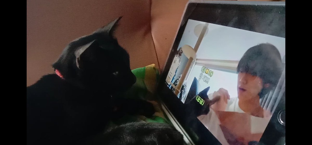 iyayayayou's tweet image. นิ่งมากนึกว่ารูปปั้นแมว​#KitTENcamreact