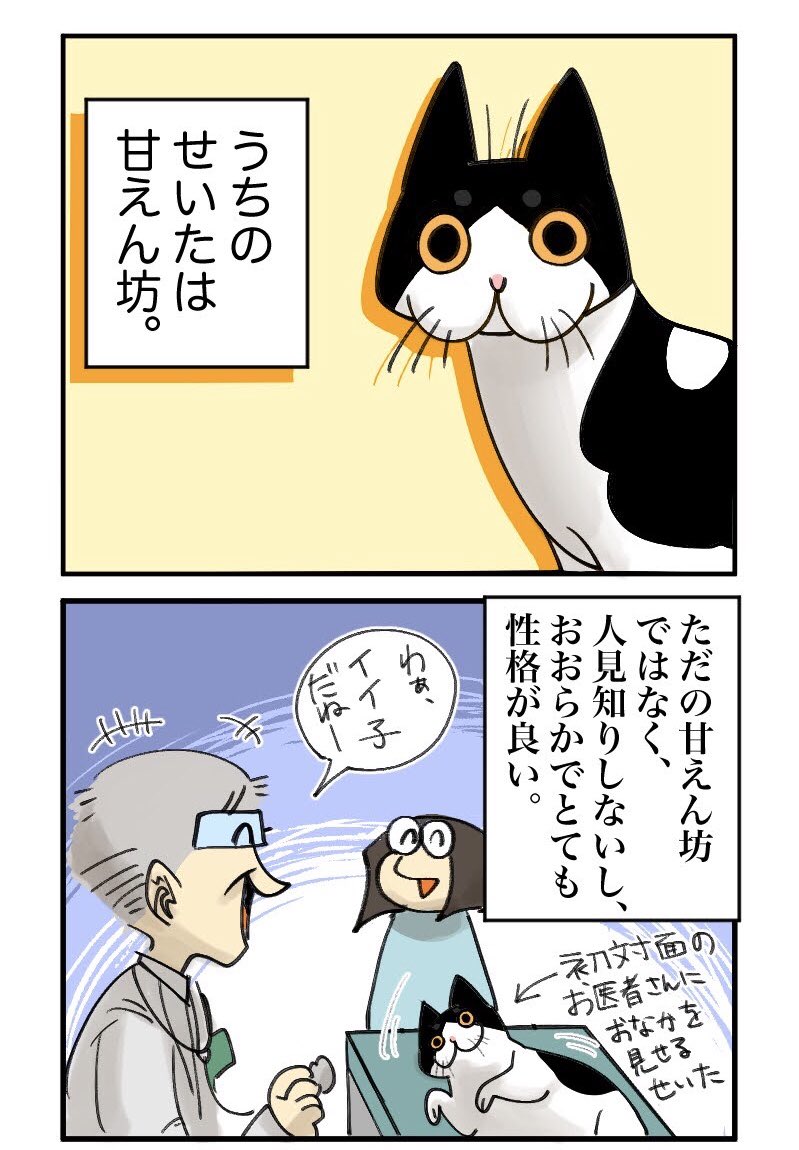 ミリミーリィ うちのハチワレ猫せいた 猫 猫イラスト エッセイ漫画 日常漫画 コミックエッセイ T Co D3i2xykbgc Twitter ミリミーリィ うちのハチワレ猫せいた 猫 猫イラスト エッセイ漫画 日常漫画 コミックエッセイ T Co D3i2xykbgc Twitter