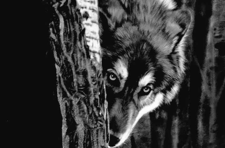 WhiskeredWolf's tweet photo. Good Morning Wicked Souls...
...time for this Wolf to venture from the depths of the woods.

Thank You to all who checked in on me, greatly appreciated x https://t.co/Z5jKBQjnq0