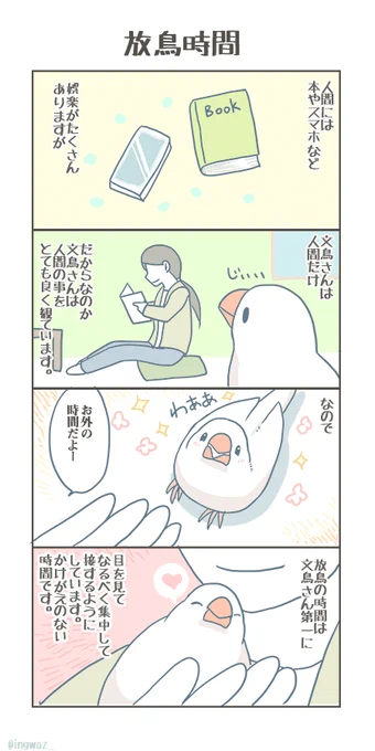 放鳥時間。

#Buncho #javasparrow #文鳥 