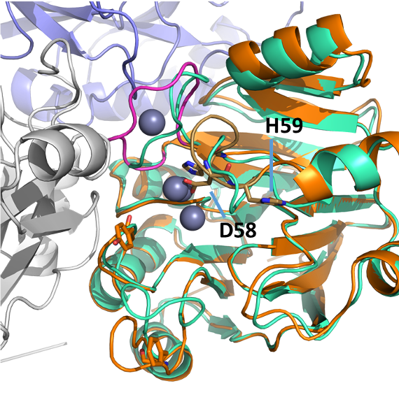 streit_wolfgang's tweet photo. We are proud to announce our newest publication on the evolution of the metallo-ß-lactamases. We show that the Crenarchaeal Ignicoccus hospitalis Igni18 serves as the blueprint for ancestral enzymes. https://t.co/WLI3dmS8VE https://t.co/xSb4z2XhDA