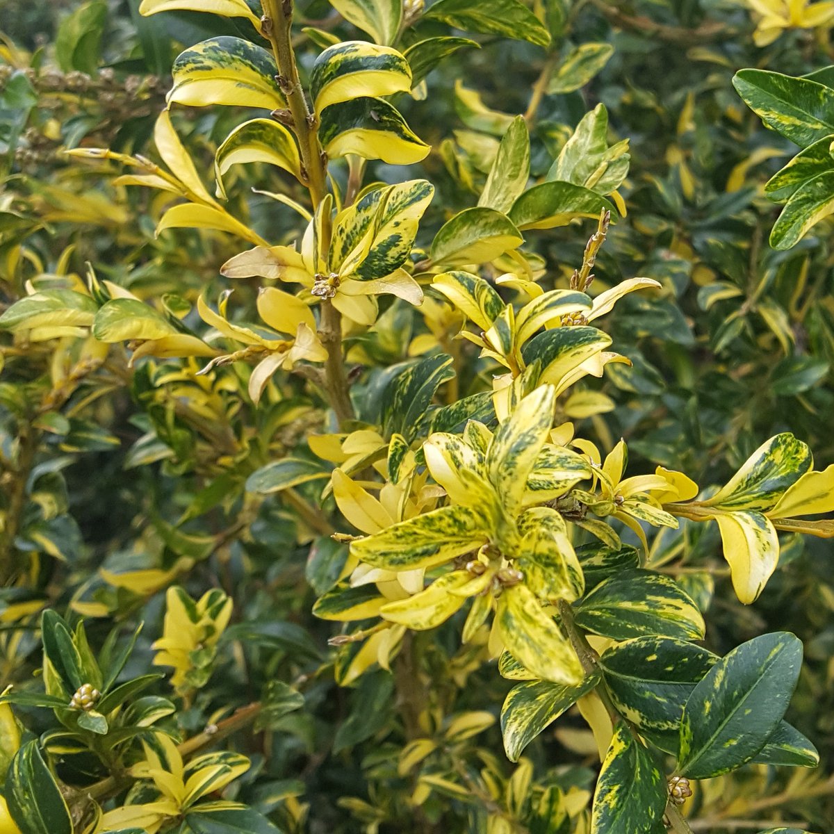 PlantPref's tweet photo. lost label box cultivar...
Unclipped this has made a lovely shrub to 2.4m tall. I know the variegation won't be to everyone's tastebut I like it!
#box #buxus #buxussempervirens #variegated #variegatedbox #variegatedevergreen #evergreenshrub #lostlabel https://t.co/sI2DNIe8Z4
